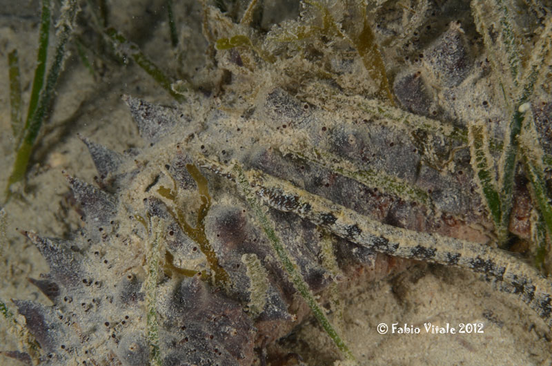 Syngnathus abaster e Syngnathus typhle